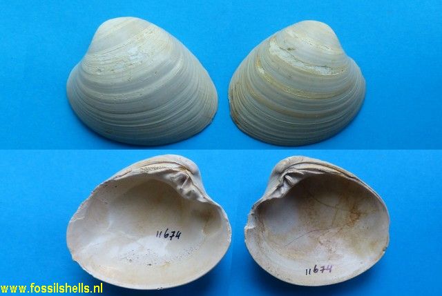 Meretrix lamarcki