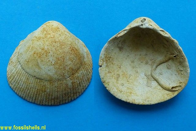Cardium polycolpatum