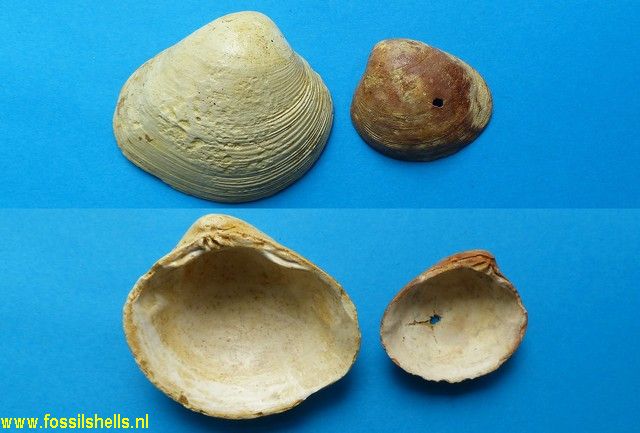 Corbicula brongniarti