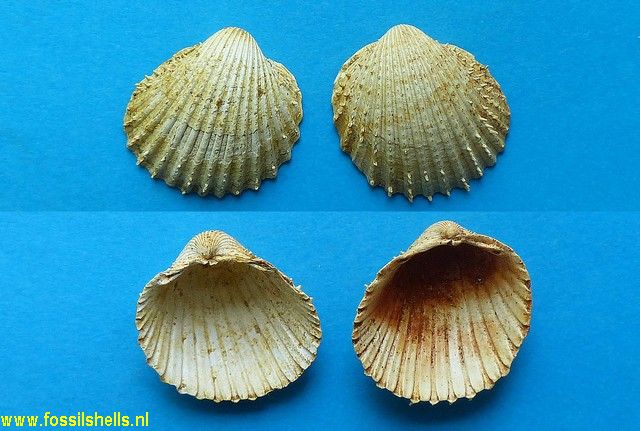 Cardium pelouatense