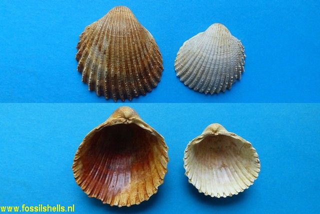 Cardium saucatsense