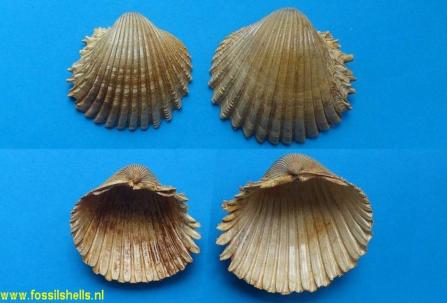 cardium burdigalinum