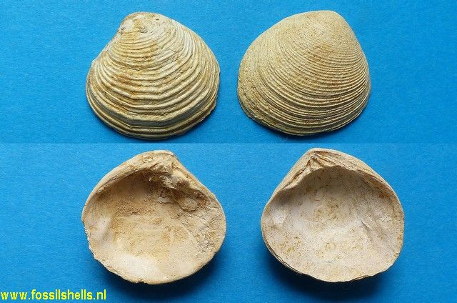 Circe deshayesiana