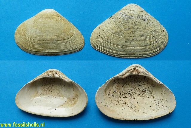 Grateloupia irregularis