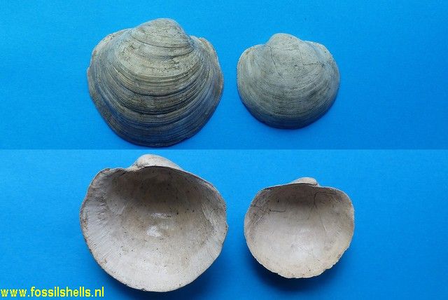 Lucina globulosa