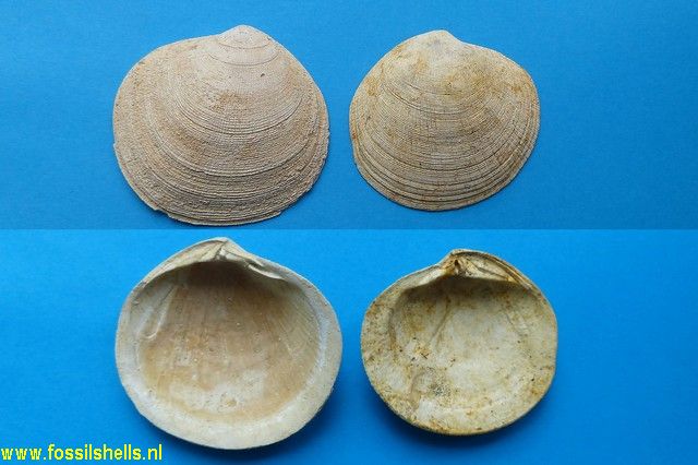 Codakia leonina