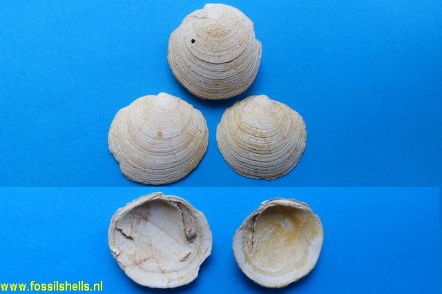 Miltha incrassata subscopulorum