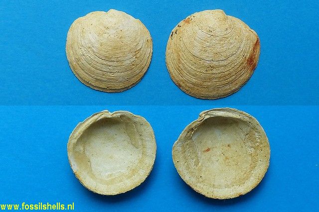 Miltha incrassata subscopulorum