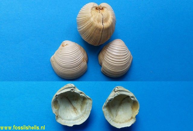 Phacoides columbella basteroti