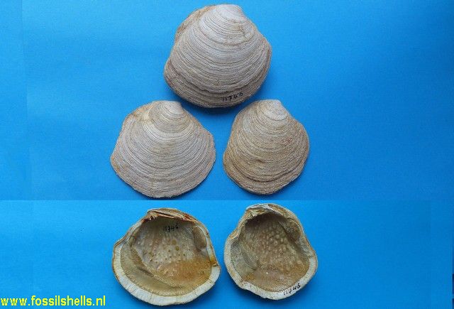 Miltha multilamella