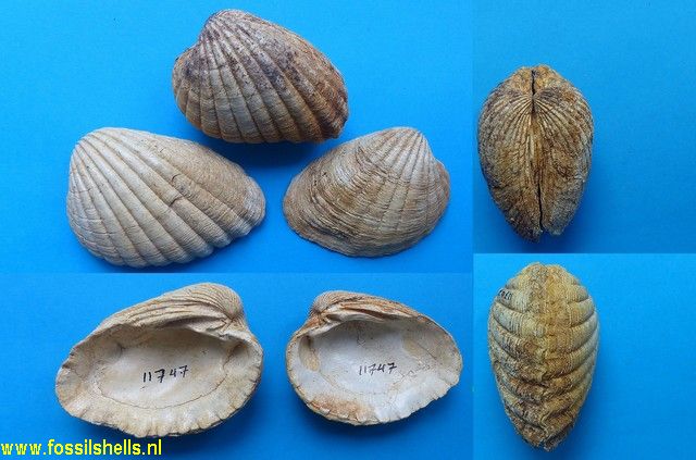 Megacardita jouanneti