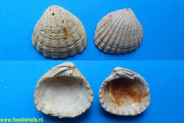 Venericardia matheroni