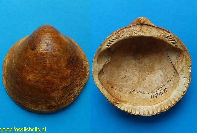 Glycymeris bimaculatus ?