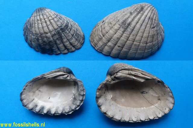 Venericardia jouanneti