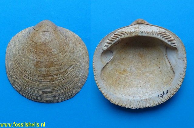 Glycymeris saucatsensis