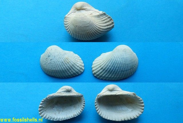 Arca turoniensis aquitanica