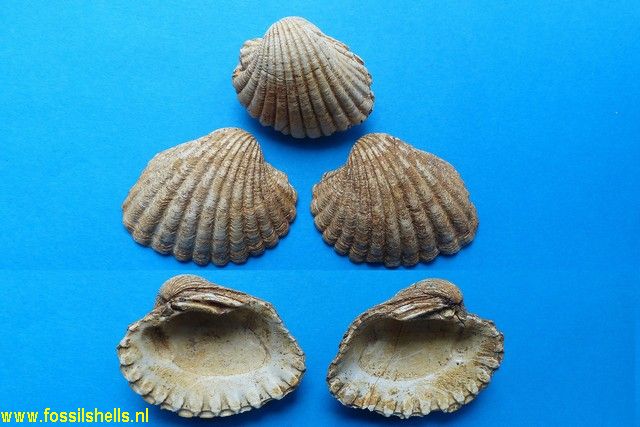 Megacardita jouanneti consobrina