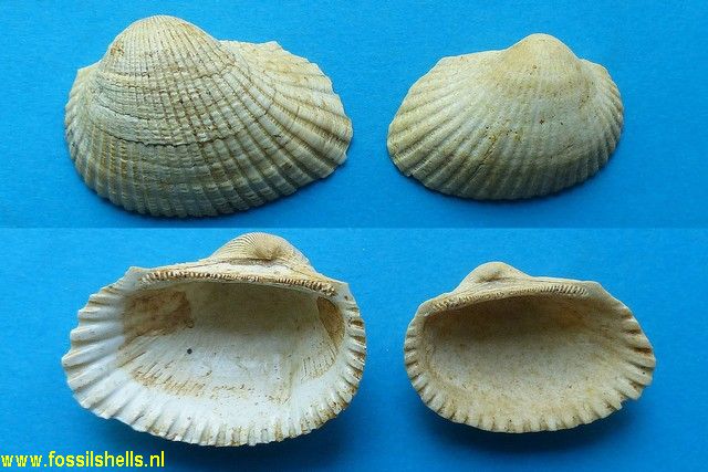 Arca turoniensis aquitanica