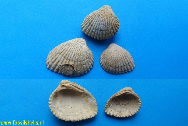 Venericardia pinnula