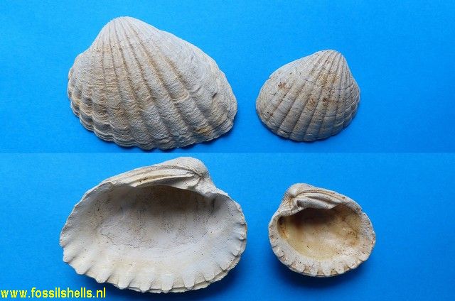 Megacardita jouanneti bearnensis