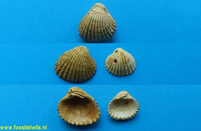 Venericardia ignorata