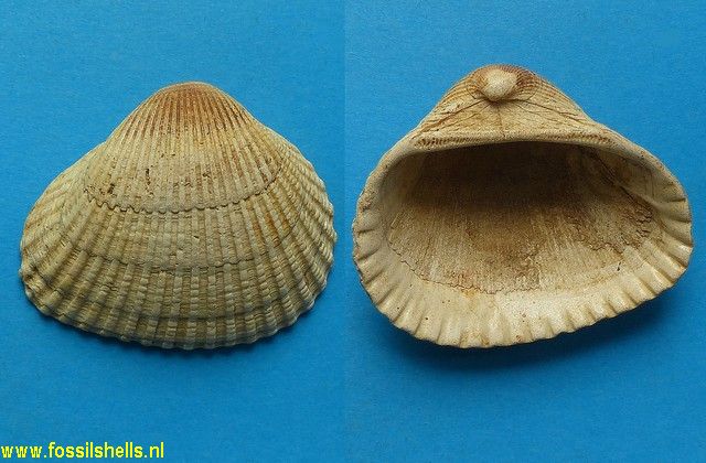 Scapharca diluvii