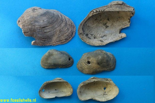 Barbatia subhelblingi variabilis