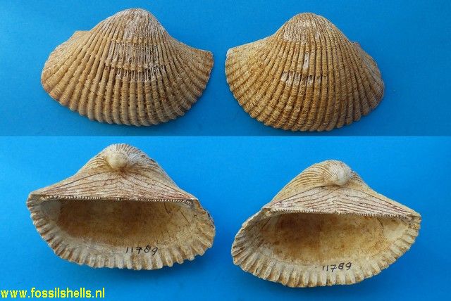 Arca fichteli cestasensis