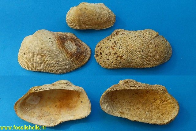Barbatia subhelbingi variabilis