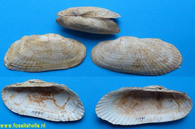 Barbatia submytiloides