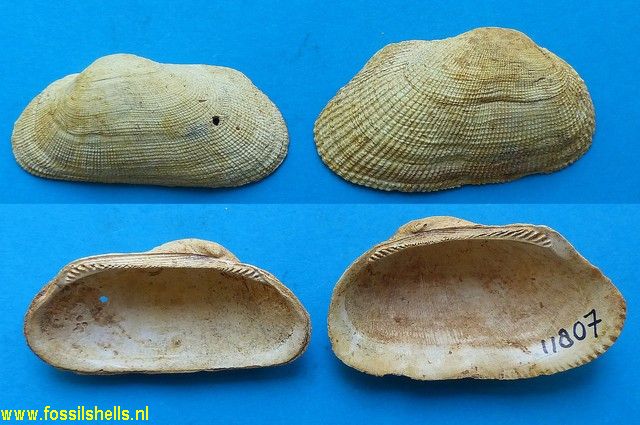 Barbatia subhelbingi variabilis