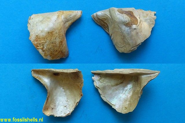 Pinctada phalaenacea