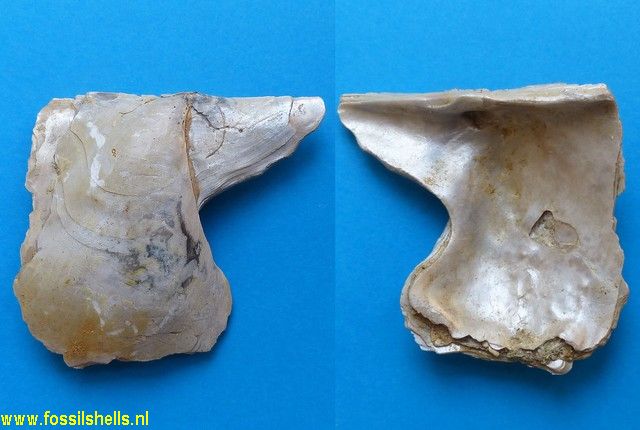 Pinctada phalaenacea