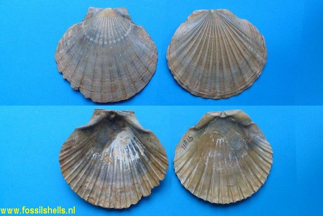 Pecten vasatensis