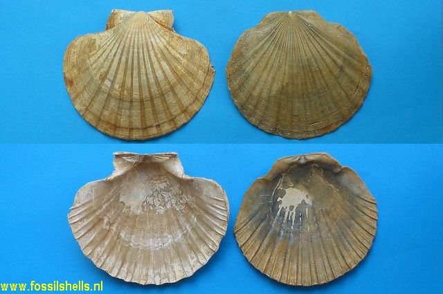 Pecten vasatensis