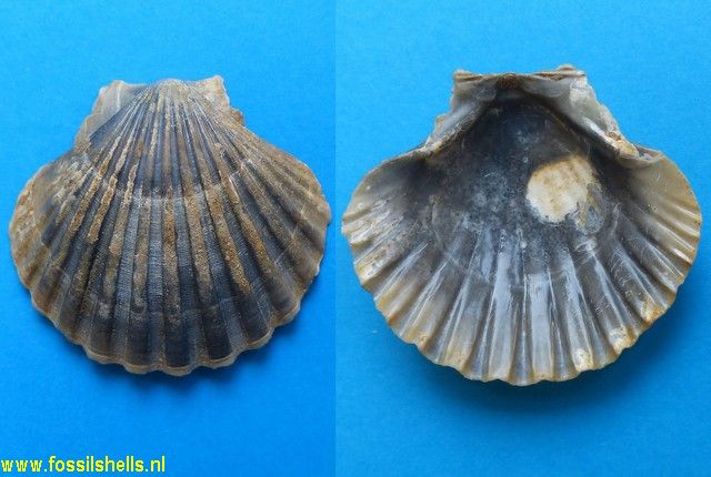 Pecten beudanti pluriscissus
