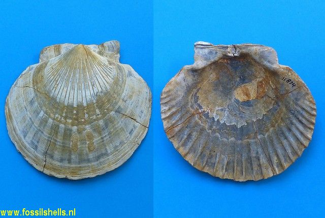 Pecten tournali neuvillei