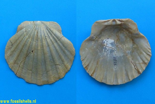 Pecten gallicus