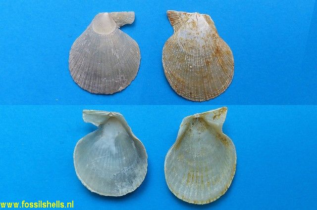 Chlamys tauroperstriata