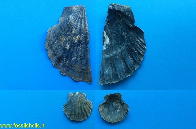 Pecten tournali neuvillei