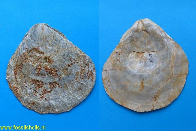 Hinnites crispus megalomorphus