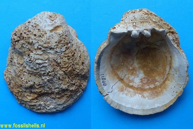 Spondylus crassicostata aquitanicus