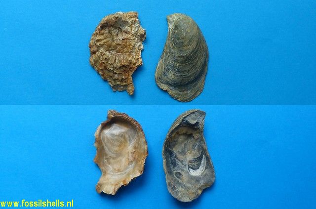 Ostrea digitalina