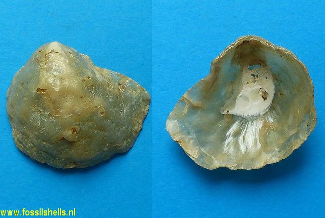 Anomia burdigalensis