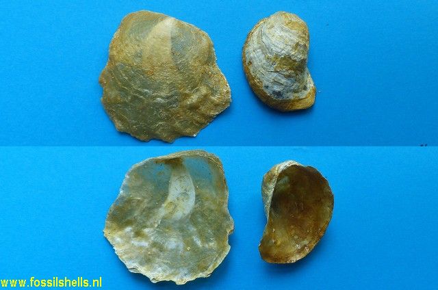 Anomia burdigalensis