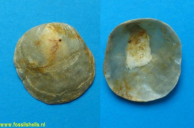 Anomia aequiimpressa