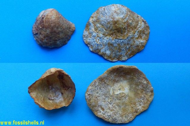 Anomia burdigalensis