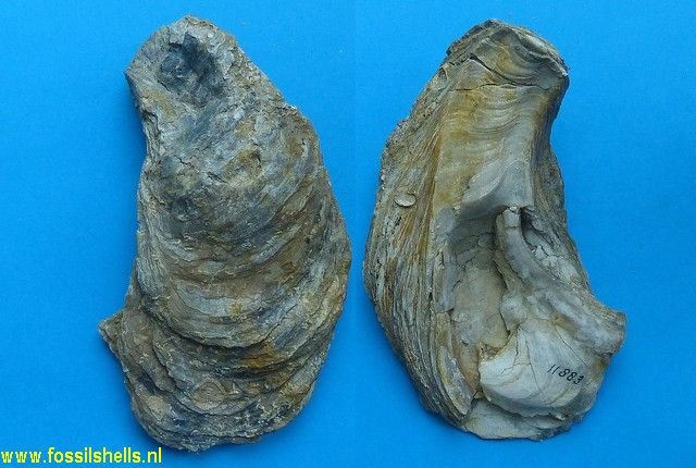 Gryphaea aginensis