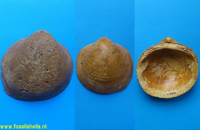 Glycymeris bimaculatus