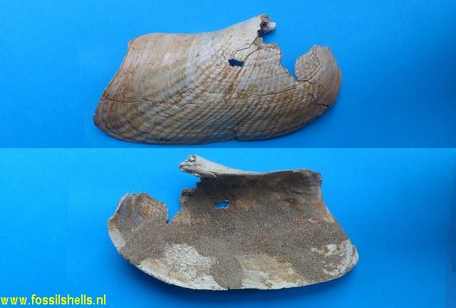 Pholadomya alpina
